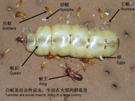 白蟻的類型